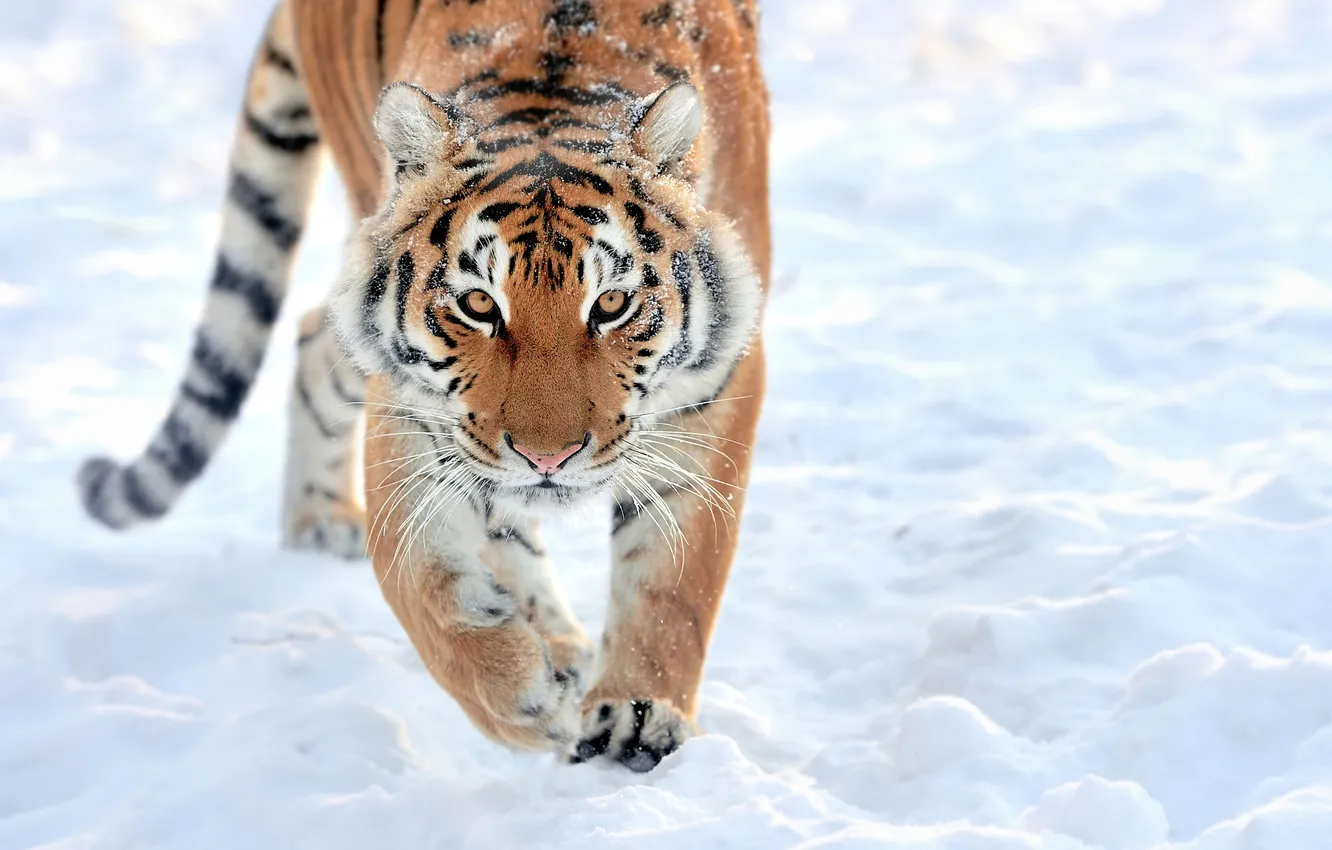 Photo wallpaper wallpaper, Predator, big, tiger, cat, background, blur, bokeh