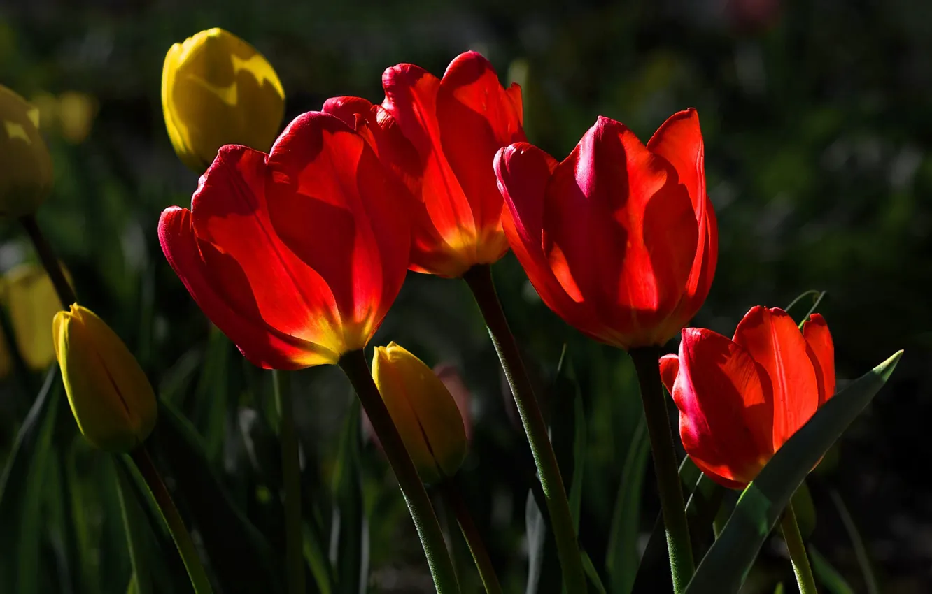 Photo wallpaper tulips, red, yellow, sunlight