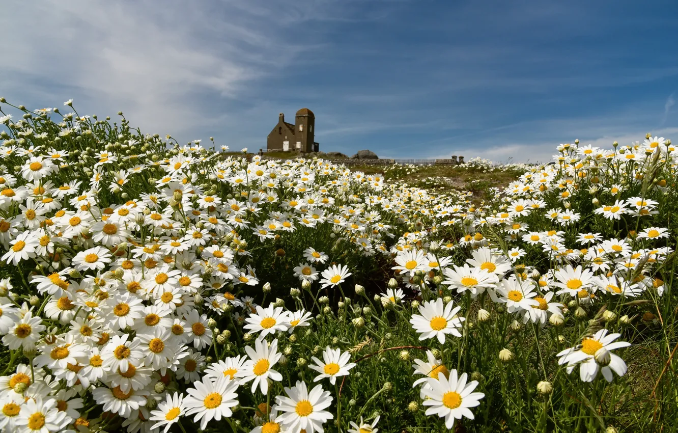 Photo wallpaper summer, flowers, chamomile