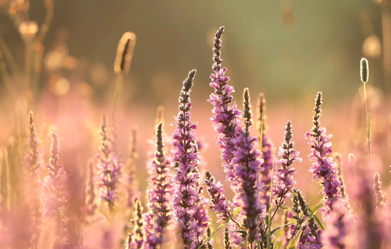 Photo wallpaper light, flowers, glade, meadow, pink, field, bokeh, loosestrife