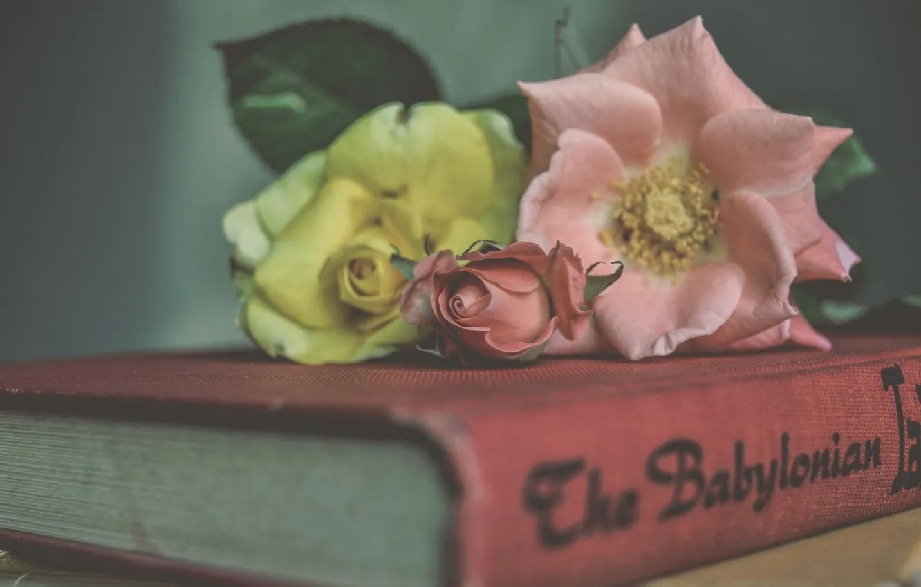 Photo wallpaper flowers, style, roses, book
