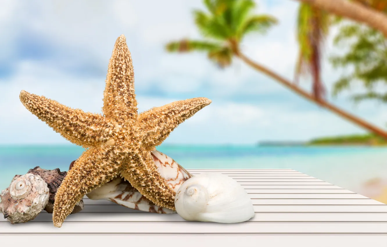 Photo wallpaper beach, summer, stars, shell, summer, beach, stars, vacation