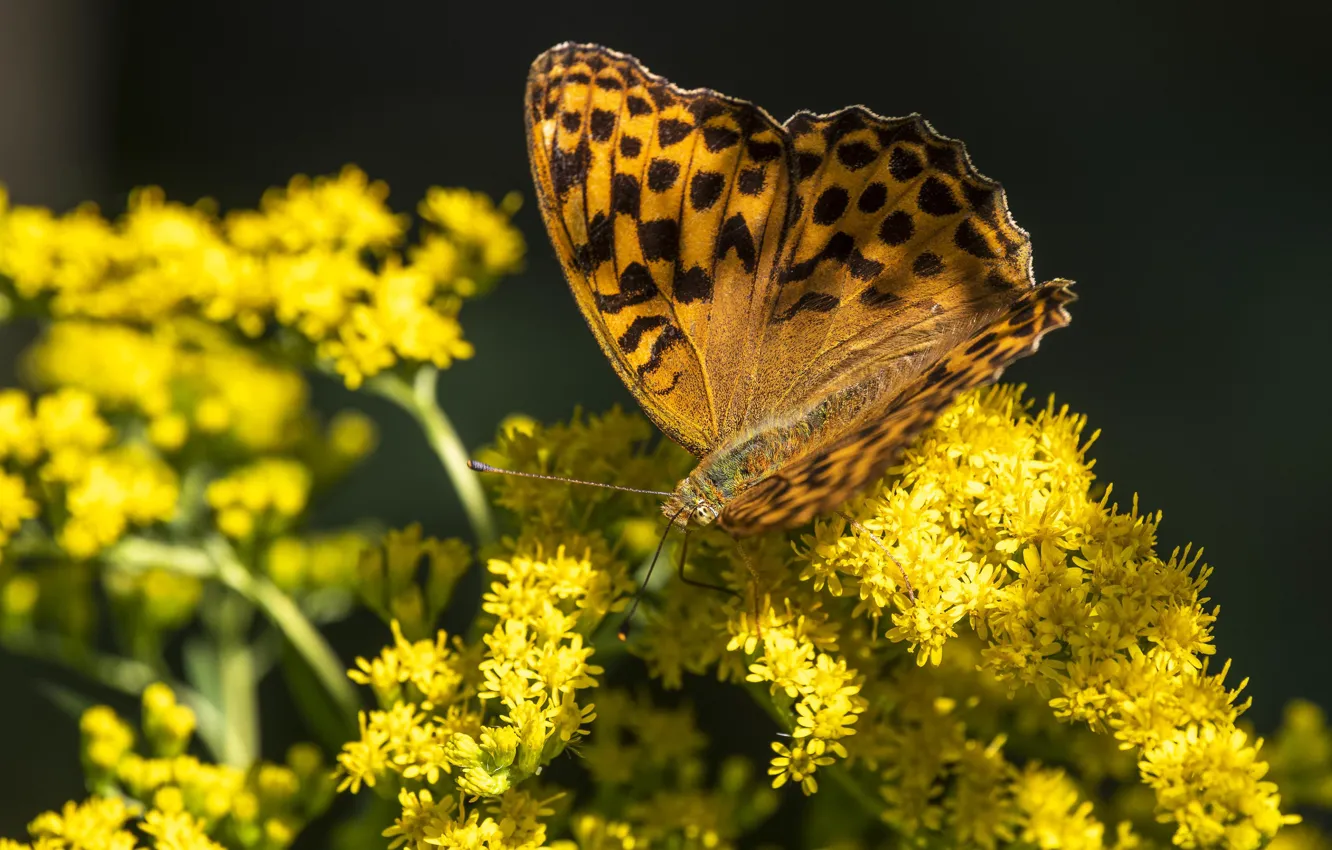 Photo wallpaper macro, flowers, yellow, butterfly, brown