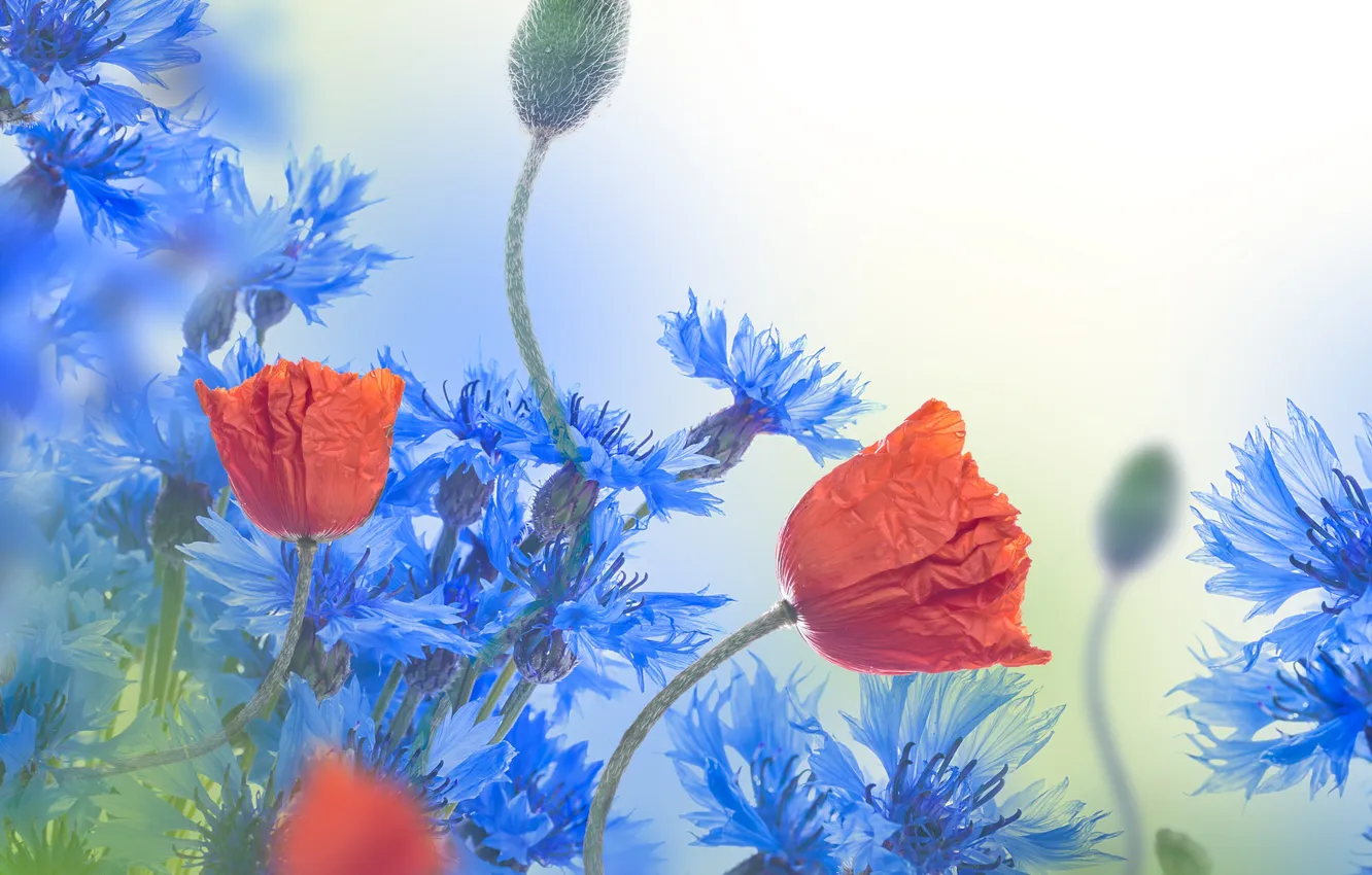 Photo wallpaper flowers, Maki, cornflowers