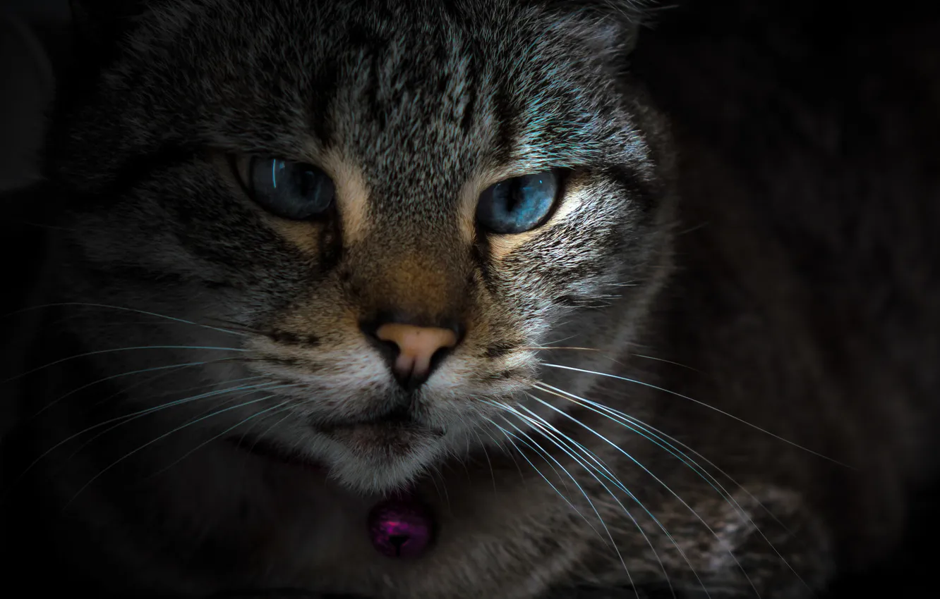 Photo wallpaper eyes, cat, mustache, look, Koshak