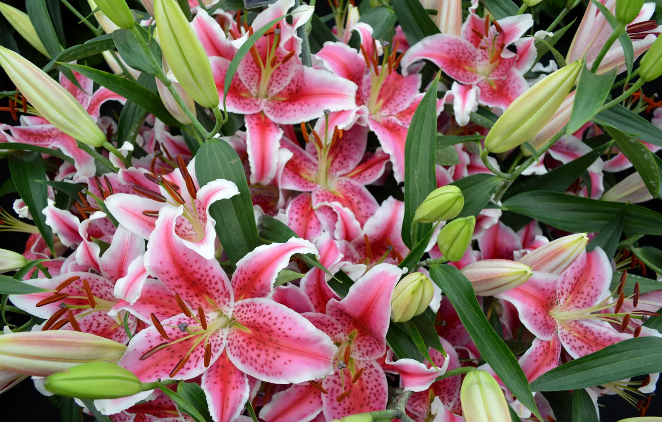 Photo wallpaper Lily, pink, buds, flowering, pink, lily, buds, blooms