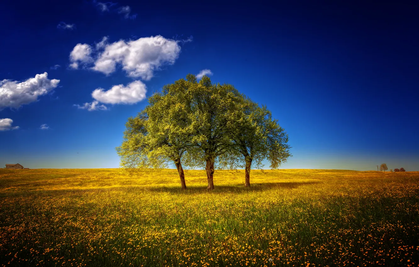 Photo wallpaper field, trees, landscape