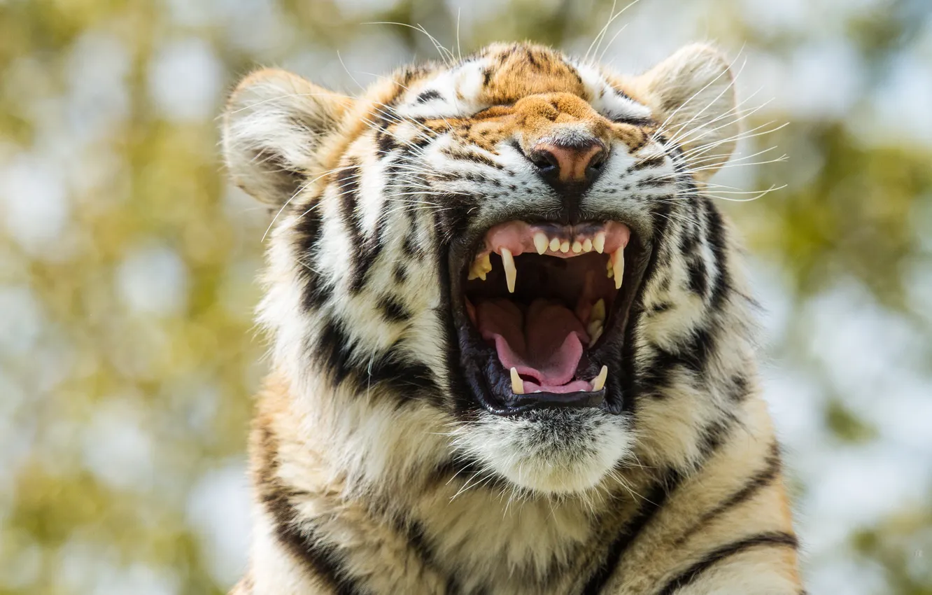Photo wallpaper cat, face, tiger, mouth, tiger, Amur