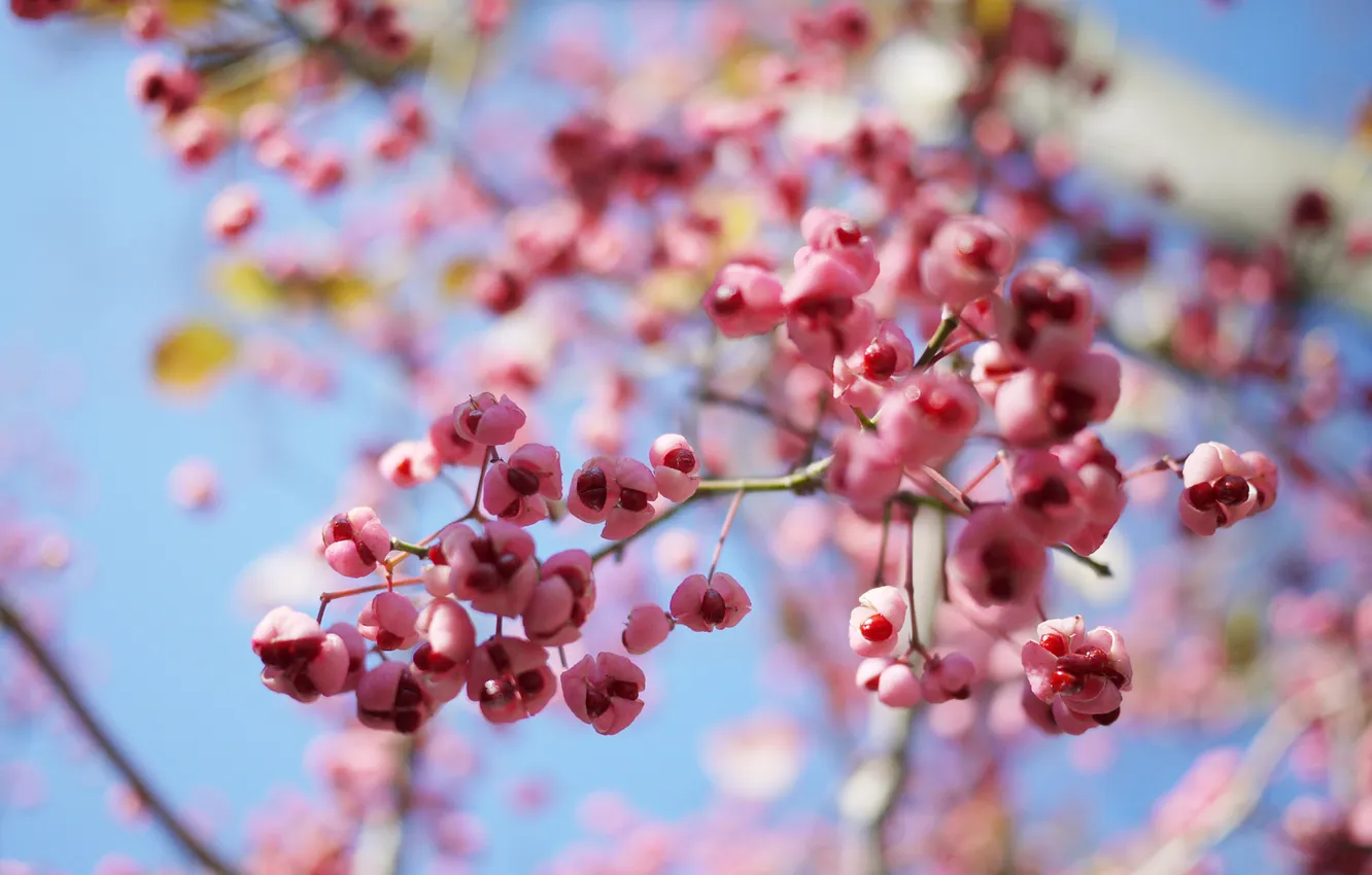Photo wallpaper trees, branches, berries, seeds, pink