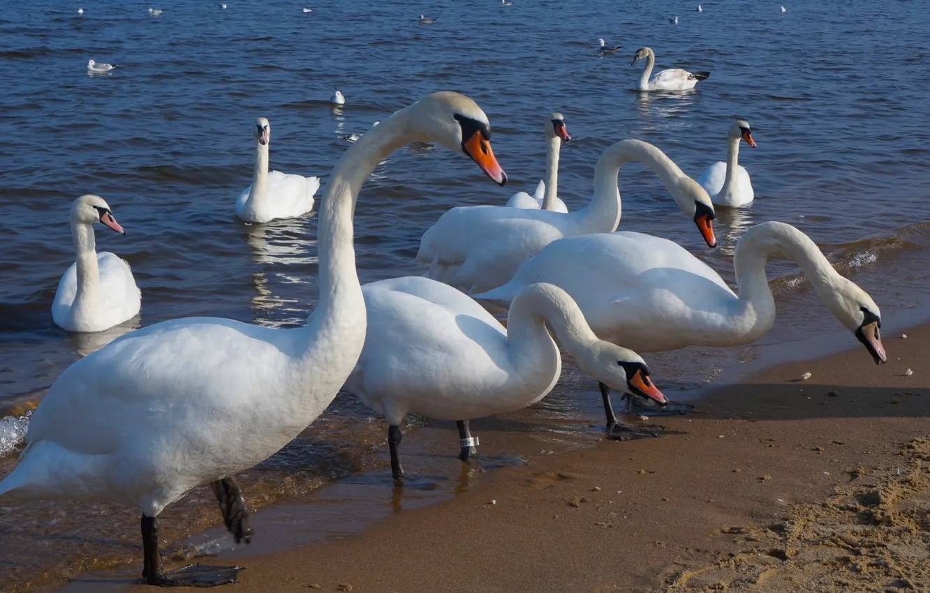 Photo wallpaper white, swan, bird, water