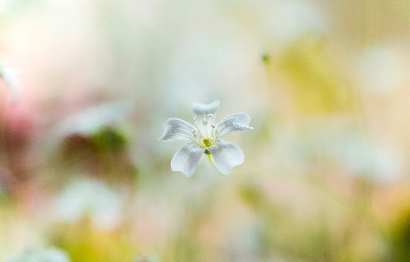 Photo wallpaper white, flower, background, blur, flower