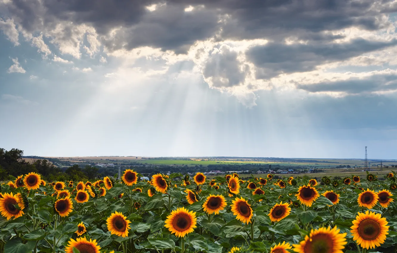 Photo wallpaper field, sunflowers, beauty, horizon, space, rays of light, Dmitry Dybov