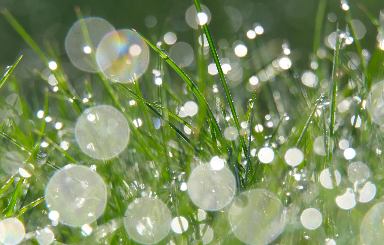 Photo wallpaper grass, water, drops