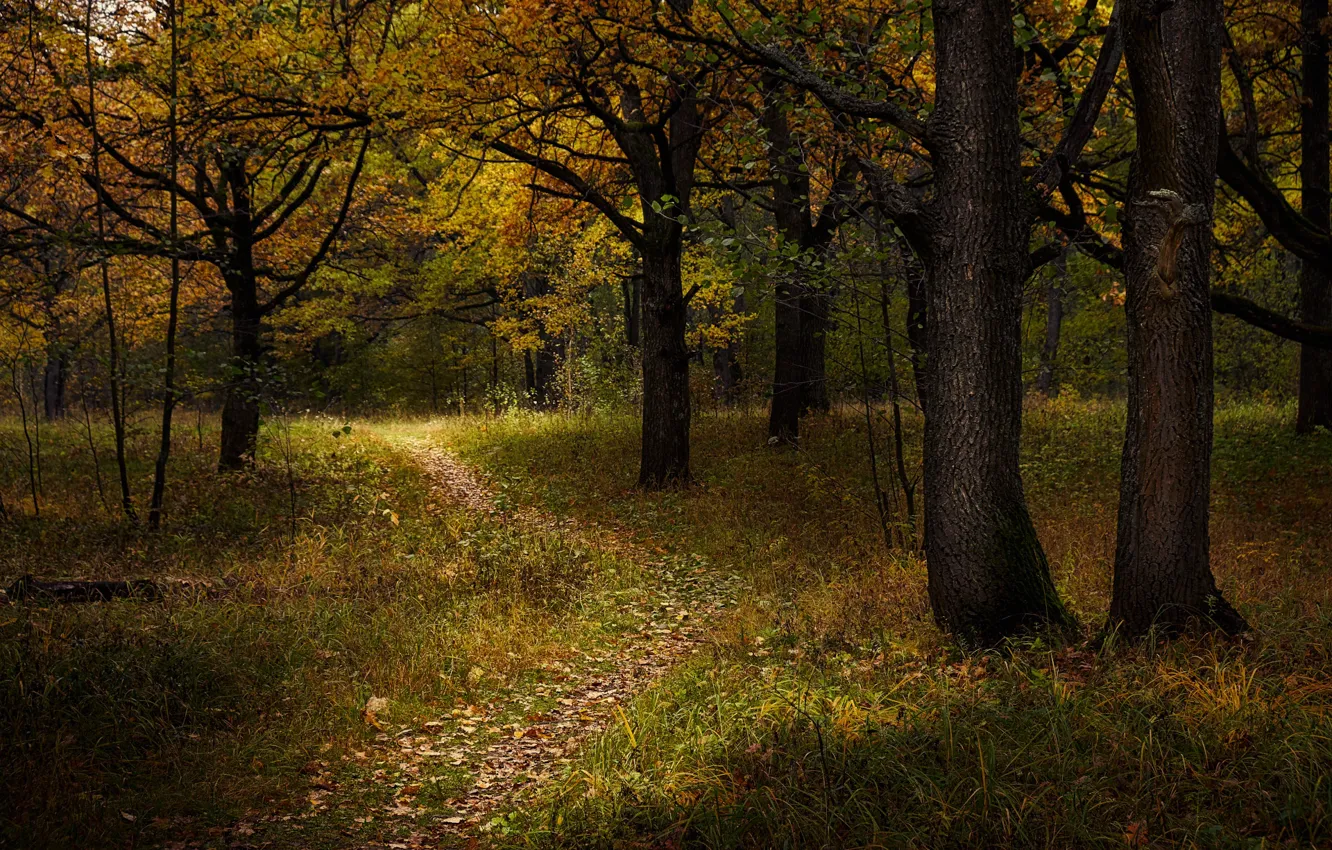 Photo wallpaper autumn, forest, trees, nature, path, Gregory Beltsy