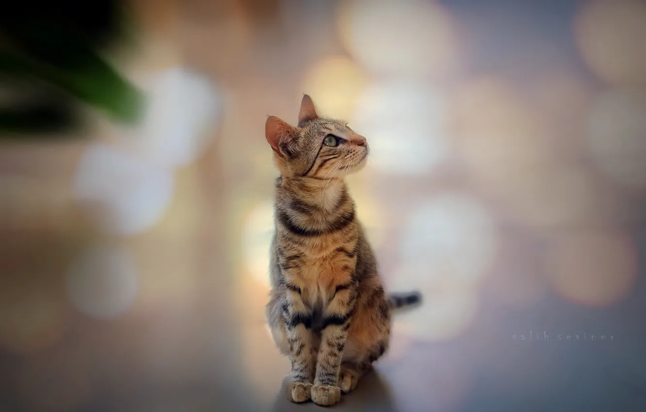 Photo wallpaper cat, cat, background, focus, looks, bokeh