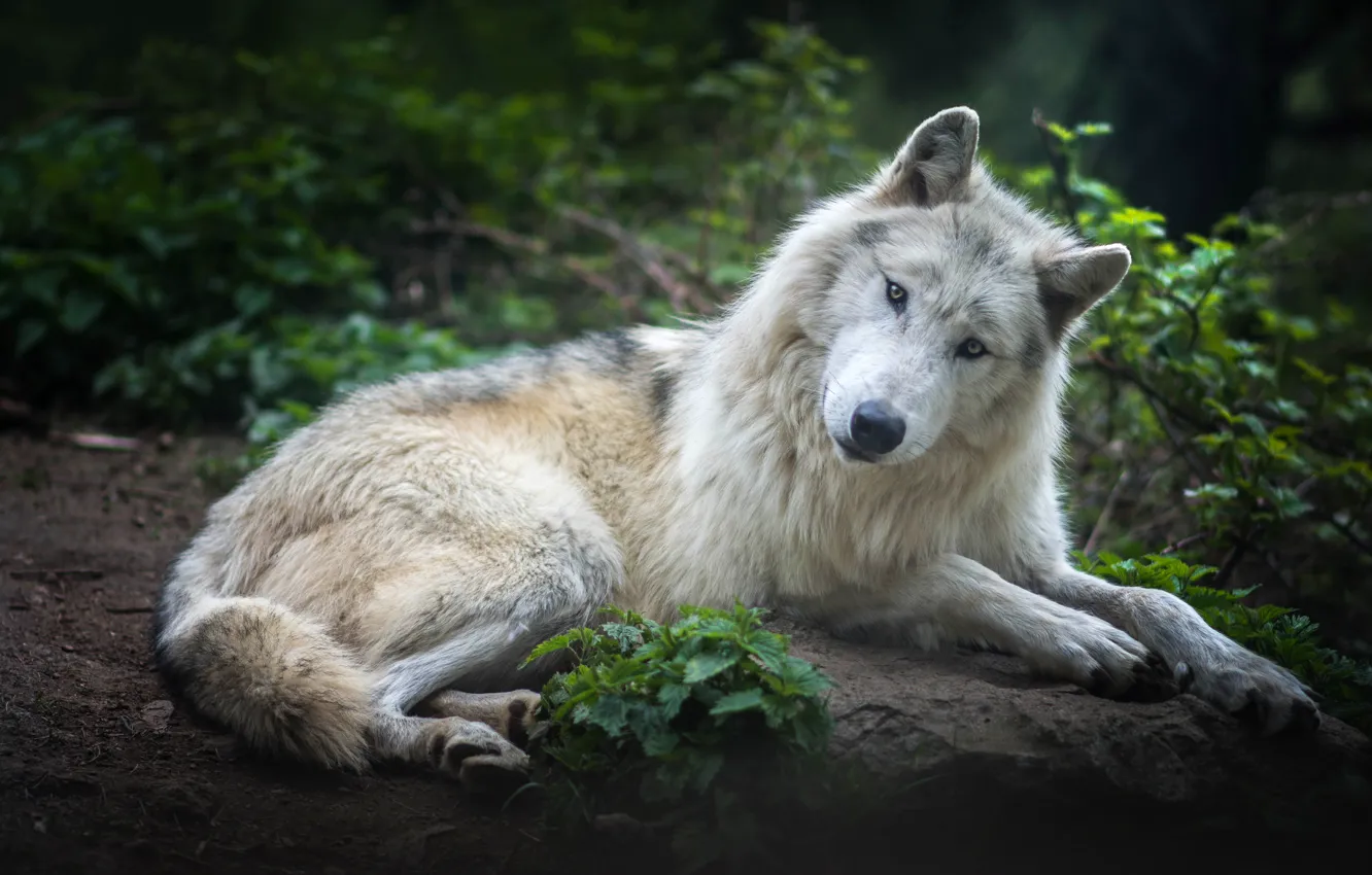 Photo wallpaper forest, white, look, face, leaves, pose, background, wolf