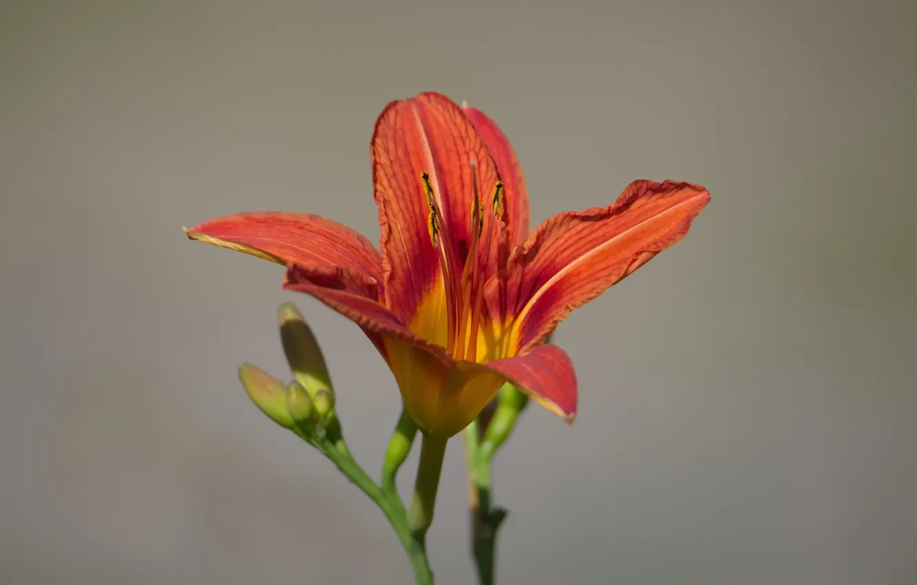 Photo wallpaper flowers, summer, background, daylilies