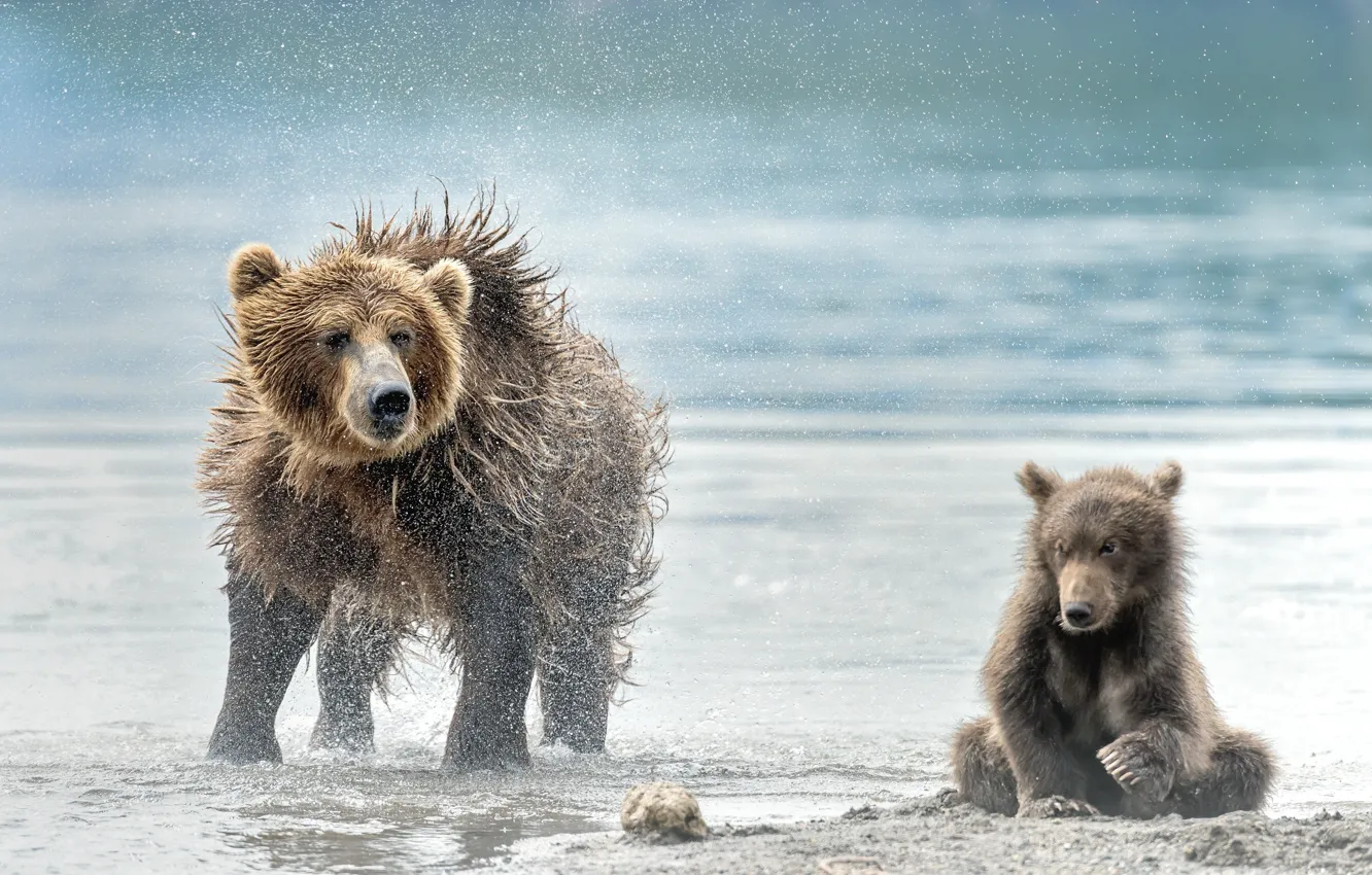 Photo wallpaper beach, bear, bears, bear, wet, bear