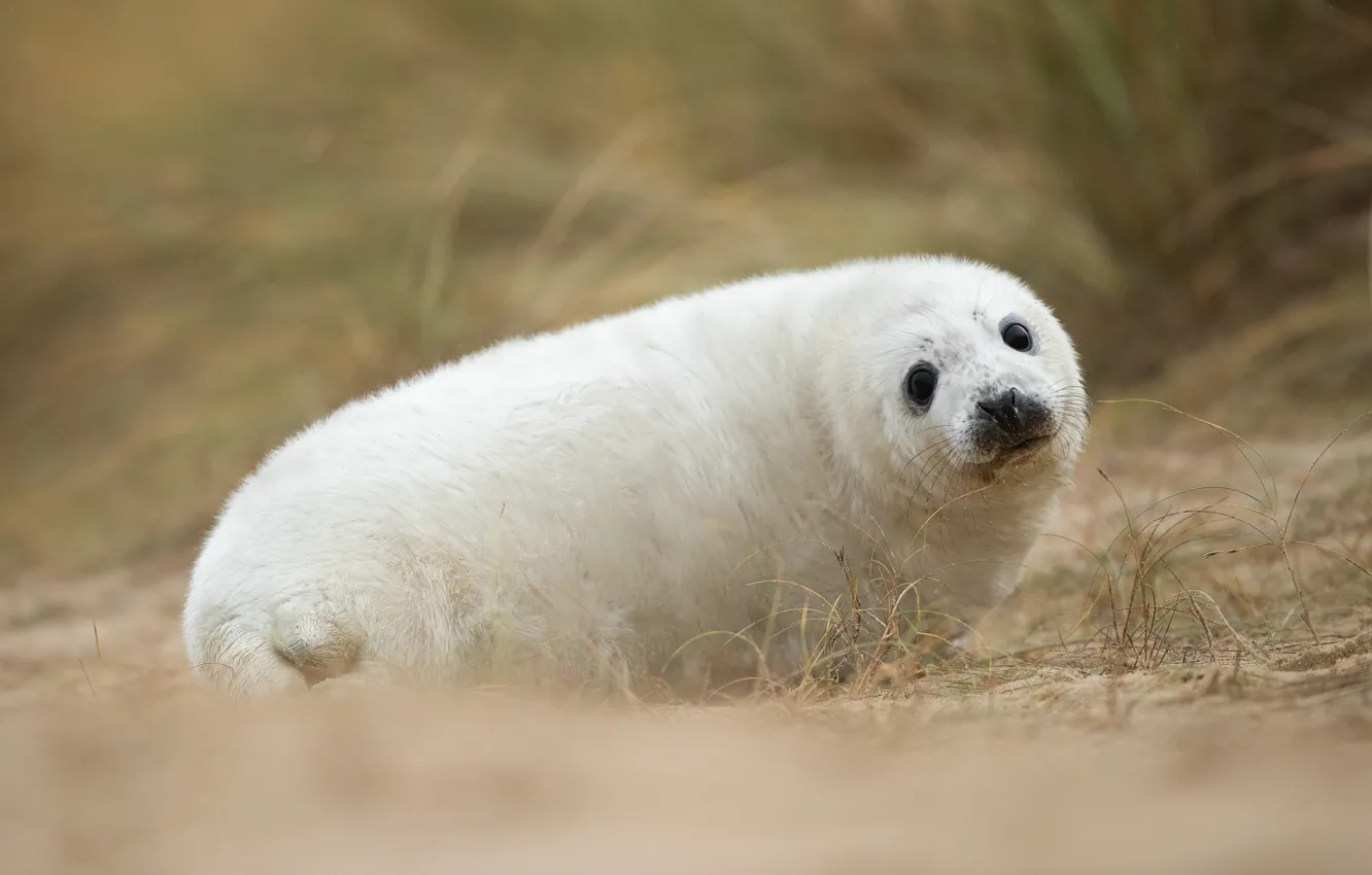 Photo wallpaper look, shore, seal, baby, cub, Navy seal
