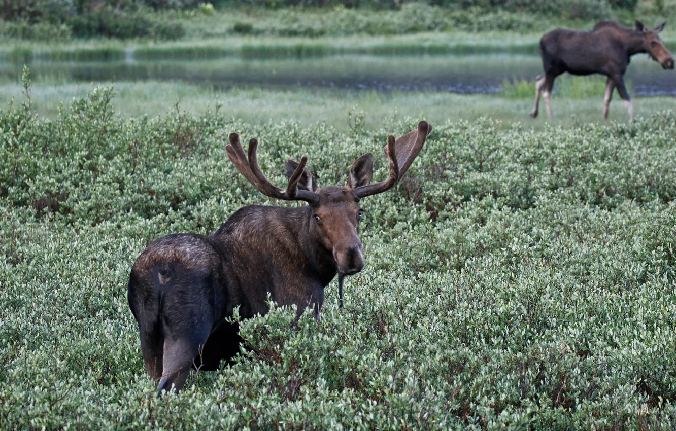 Photo wallpaper Colorado, horns, USA, moose, National forest Roosevelt