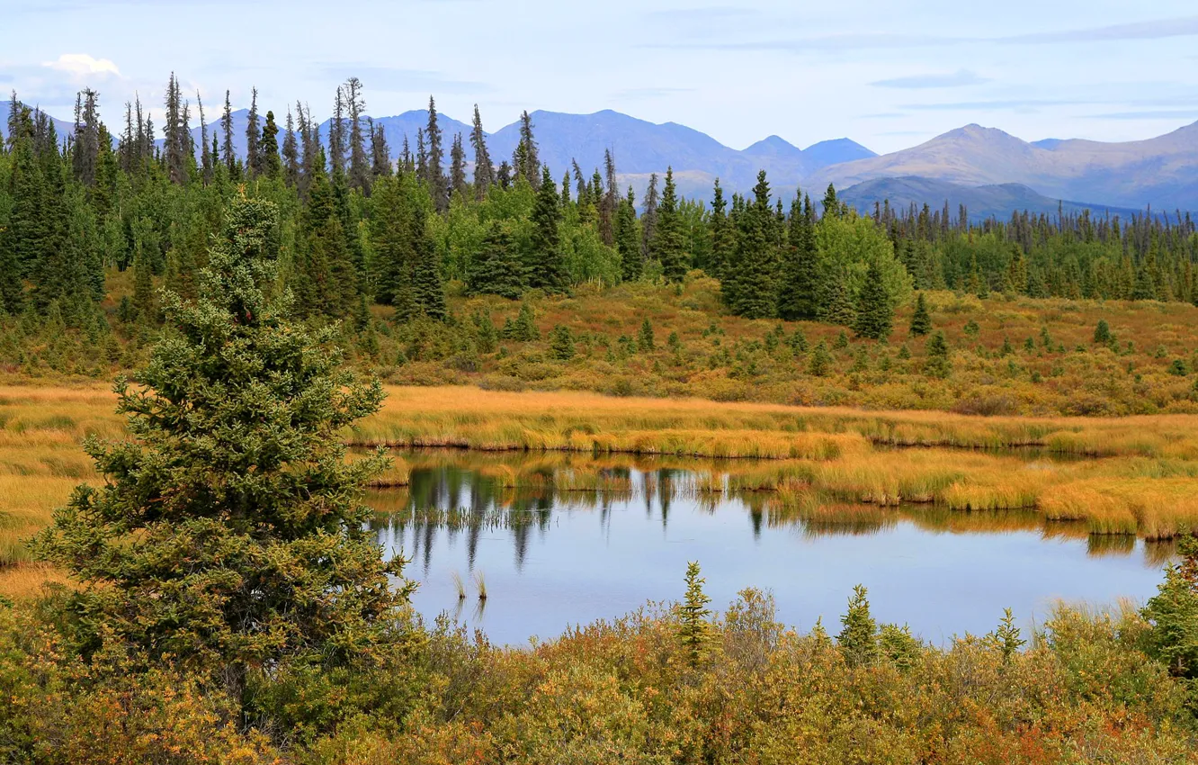 Photo wallpaper the sky, trees, mountains, swamp