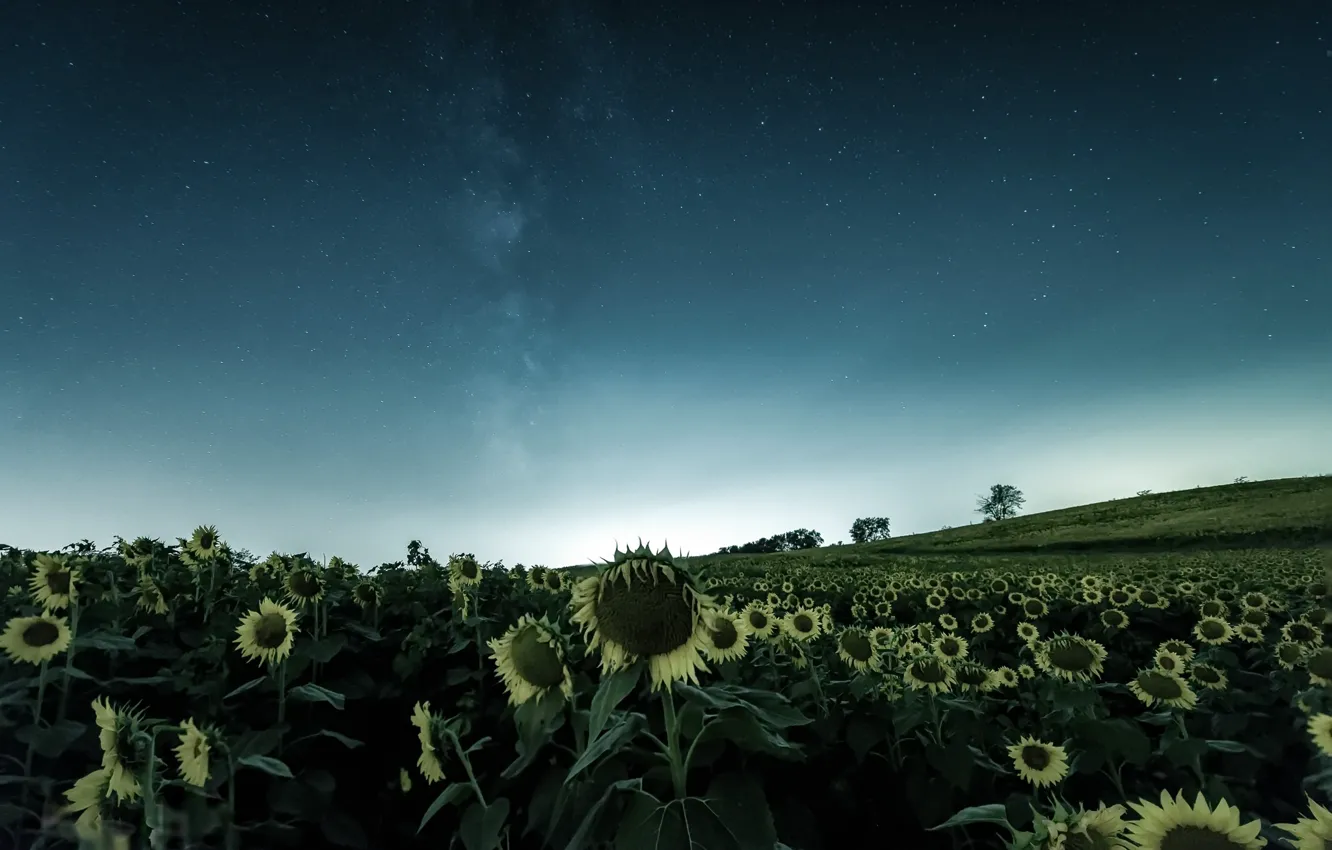 Photo wallpaper field, sunflowers, the evening