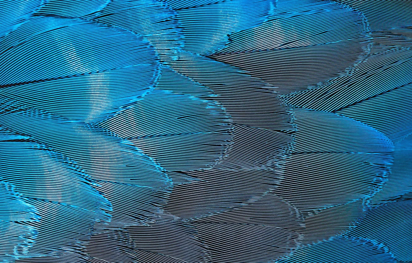 Photo wallpaper feathers, parrot, parrot, feathers, David Clode