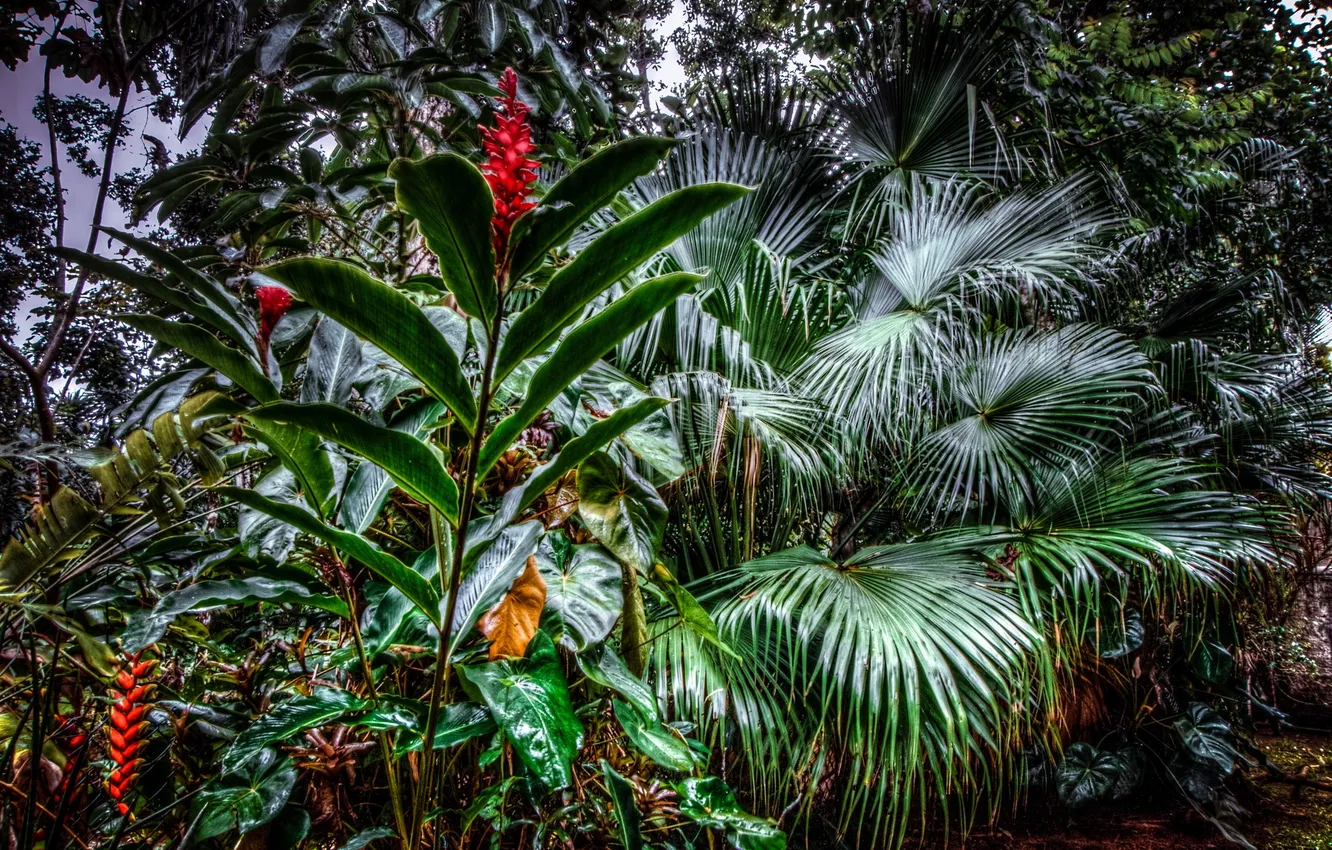 Photo wallpaper forest, trees, landscape, flowers, nature, tropics, palm trees, plant