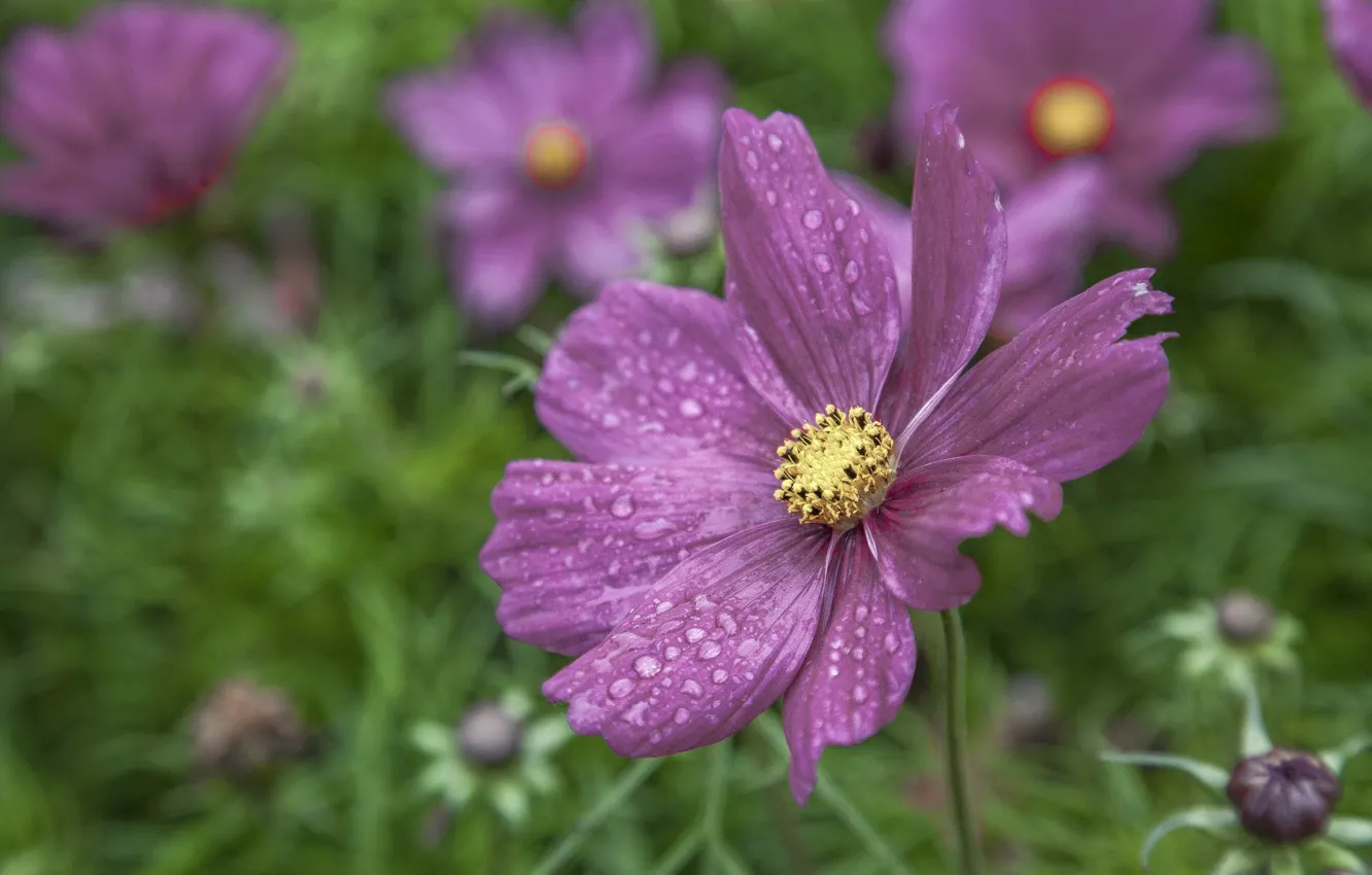 Photo wallpaper flowers, Rosa, bokeh, kosmeya