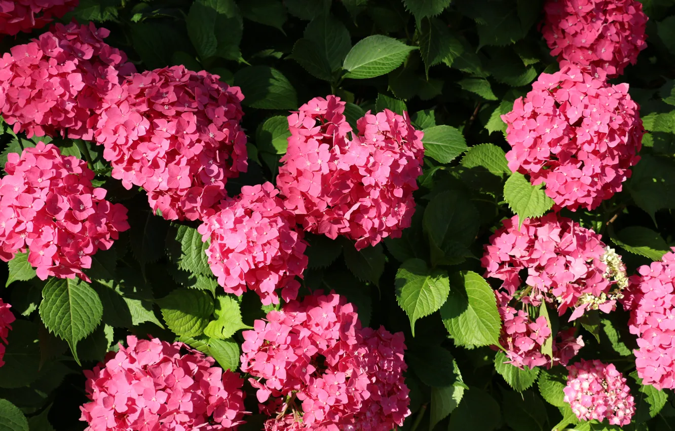 Photo wallpaper bouquet, Crimea, pink flowers, hydrangea, Without treatment