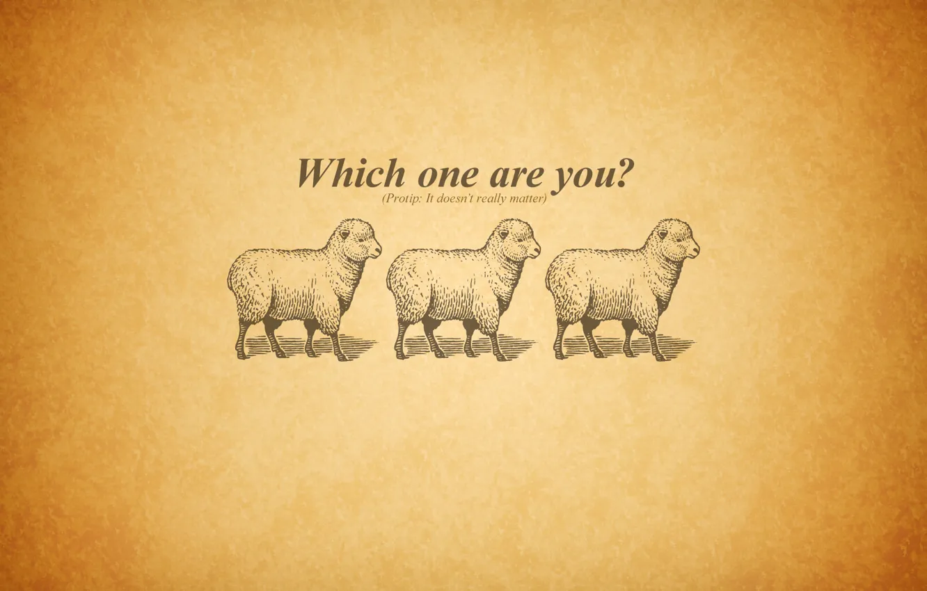 Photo wallpaper three, sheep, questions