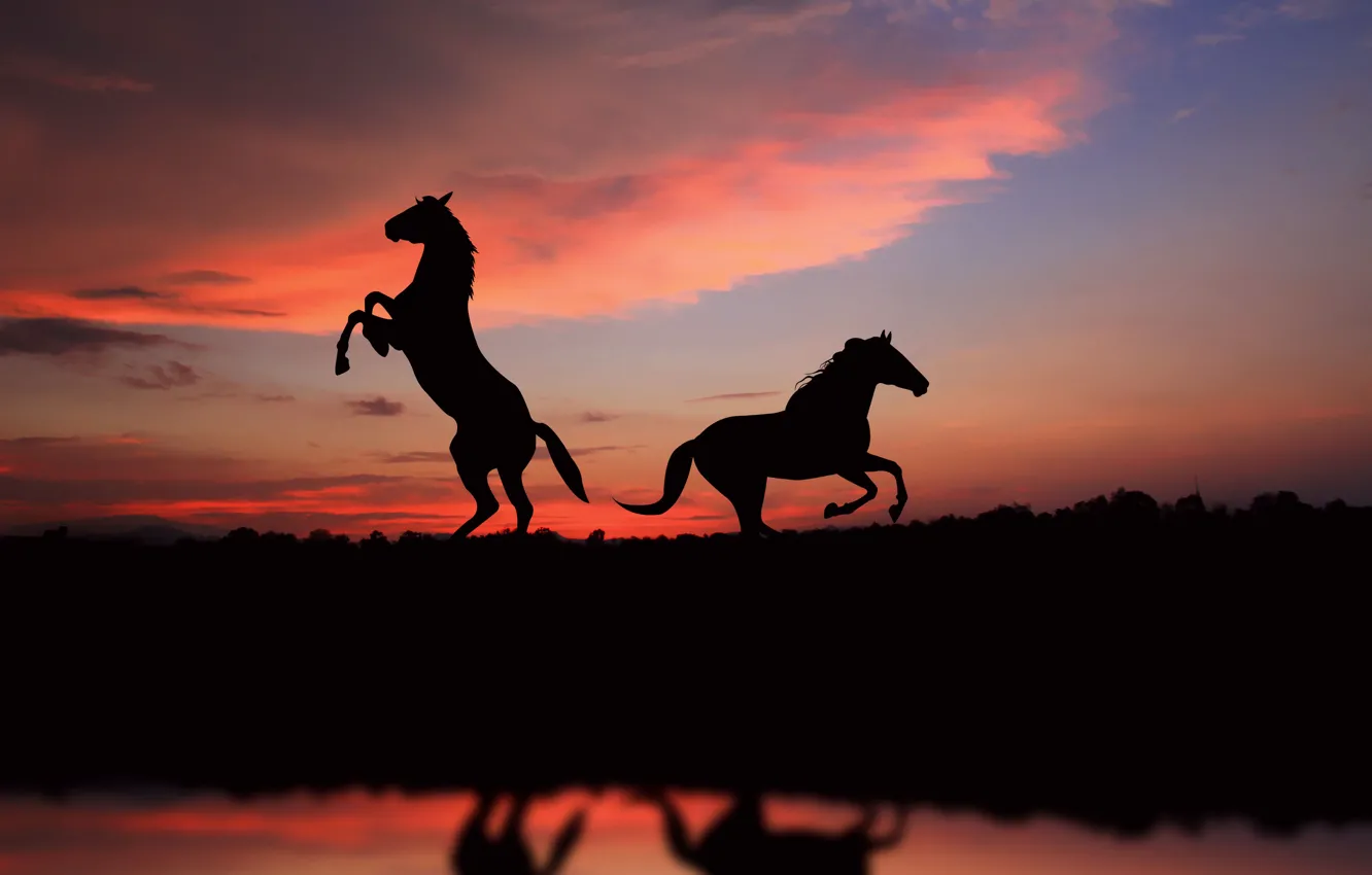 Photo wallpaper freedom, sunset, horse, sunset, view, horses, picture, great