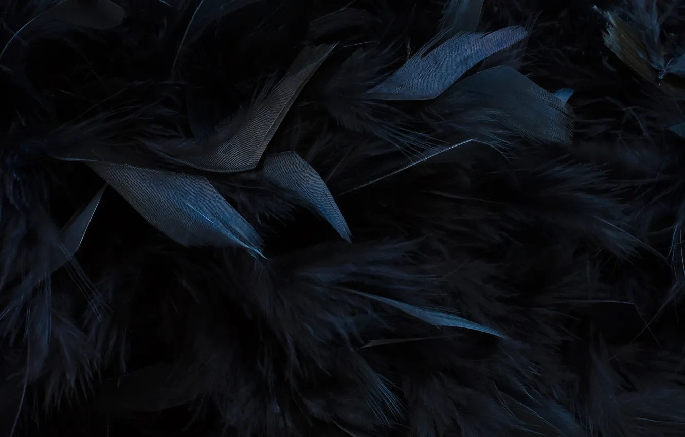 Photo wallpaper texture, feathers, black
