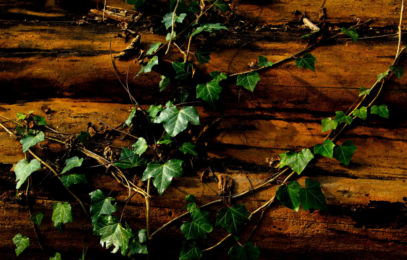 Photo wallpaper Ivy, tree, plant, tree trunk