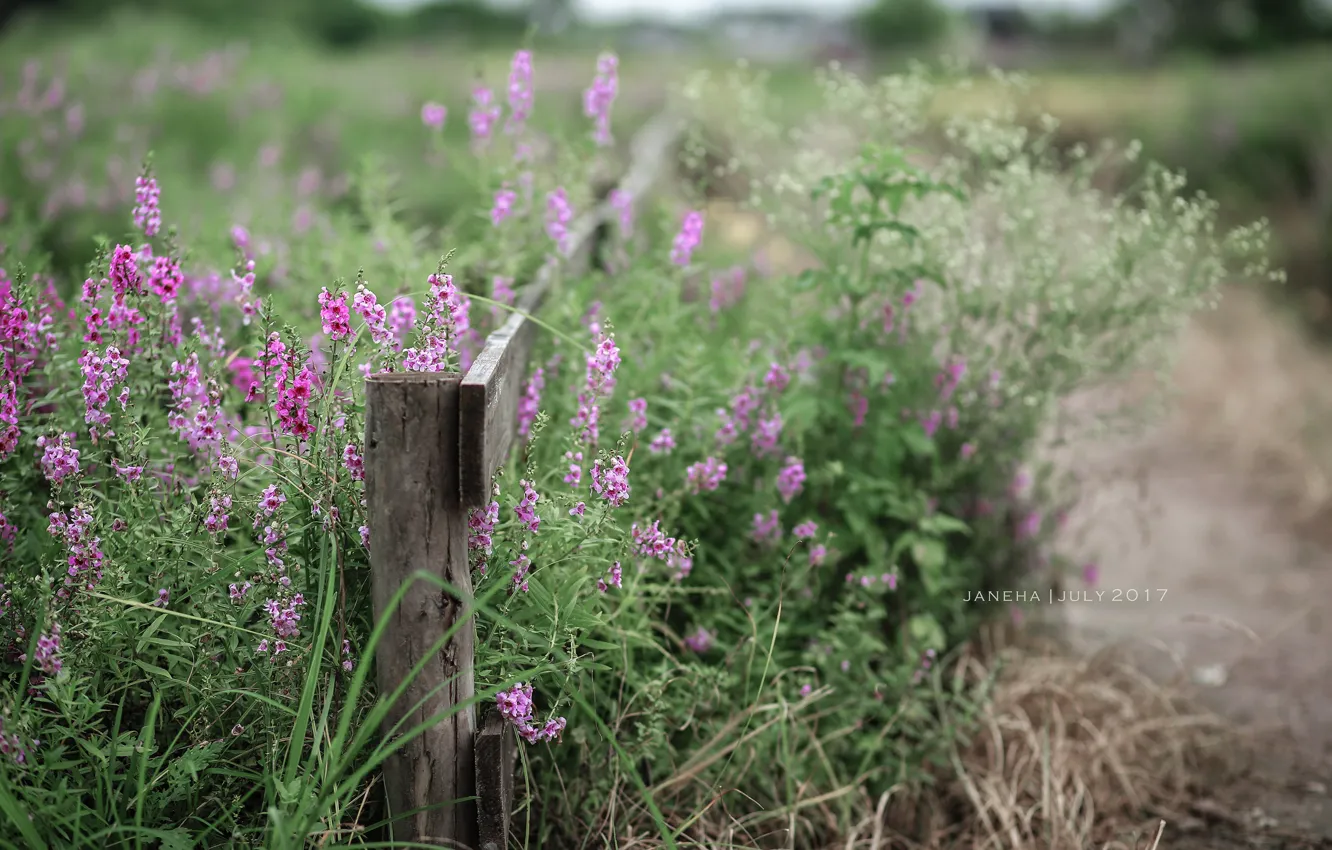 Photo wallpaper summer, flowers, the fence