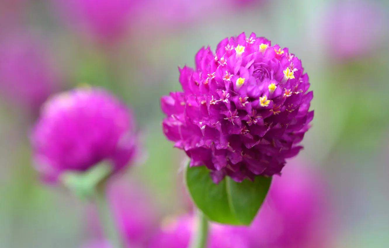 Photo wallpaper leaves, flowers, nature, plant