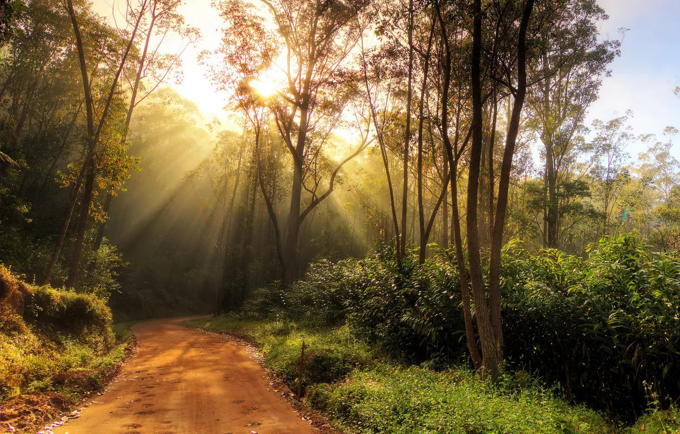Photo wallpaper road, greens, forest, trees, the rays of the sun, the bushes