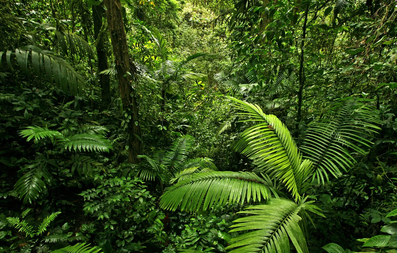 Photo wallpaper greens, forest, leaves, trees, branches, tropics, jungle