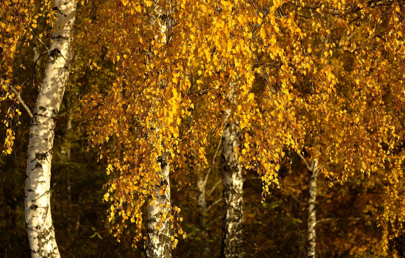 Photo wallpaper autumn, leaves, birch