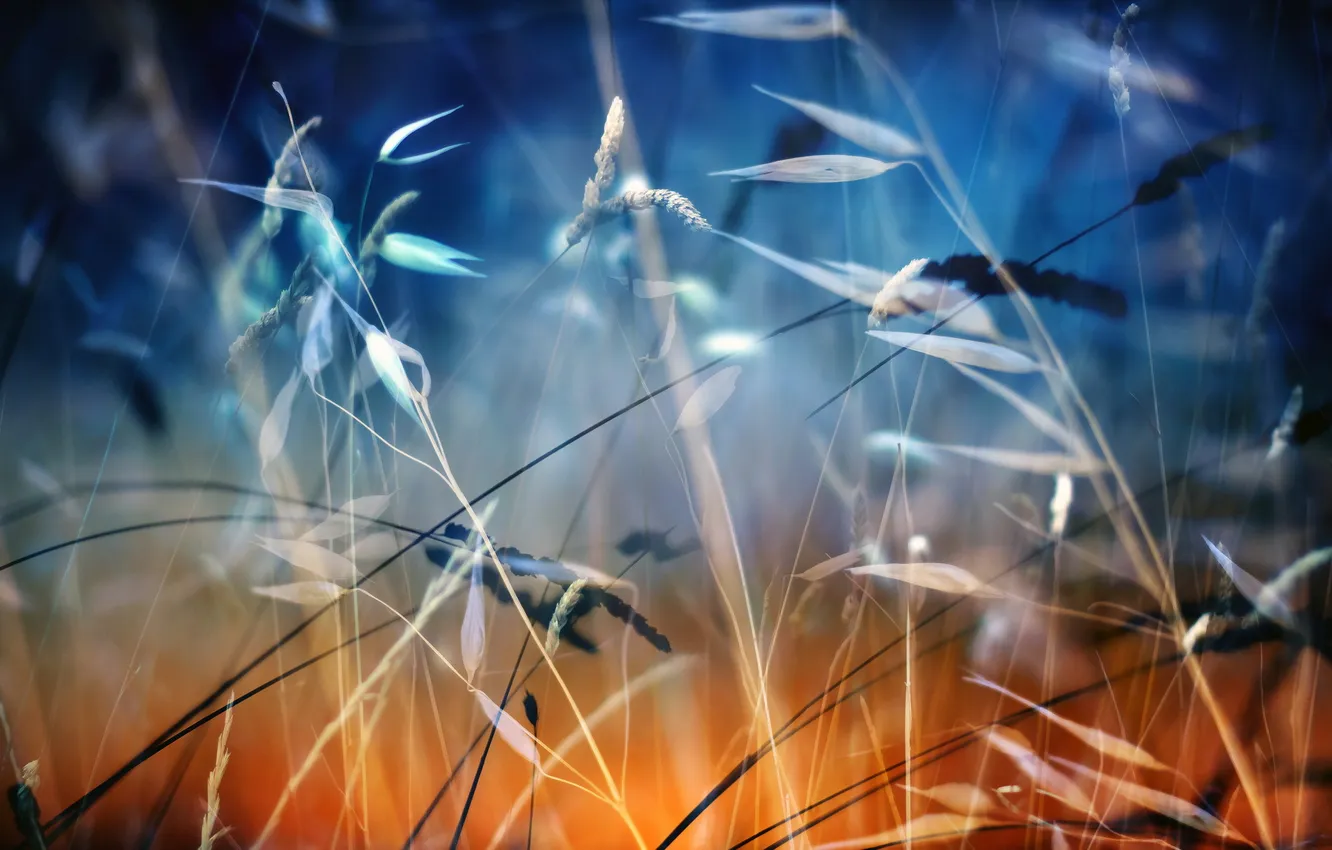 Photo wallpaper grass, nature, installation