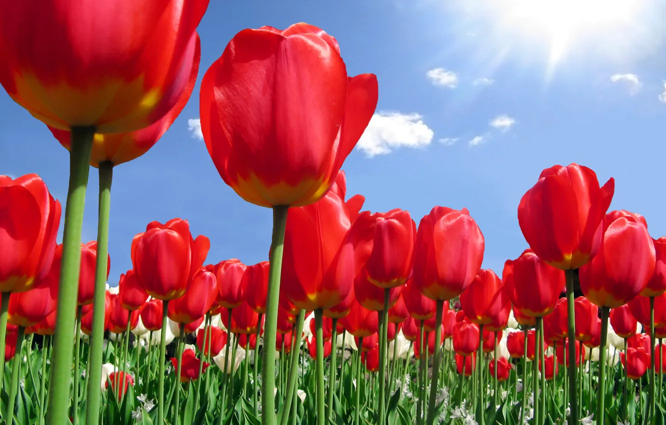 Photo wallpaper flowers, red, nature, petals, tulips, buds
