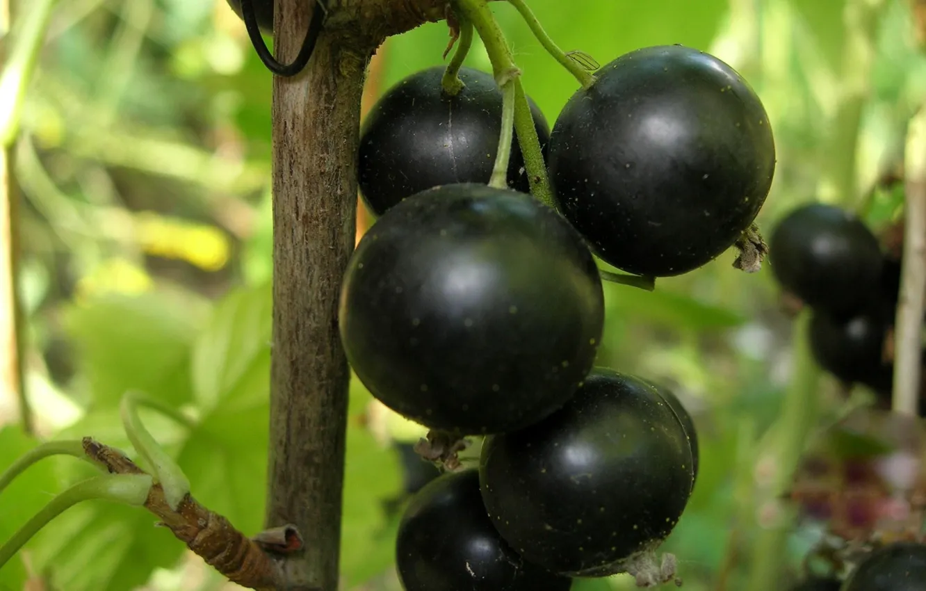 Photo wallpaper berries, bunch, black currant