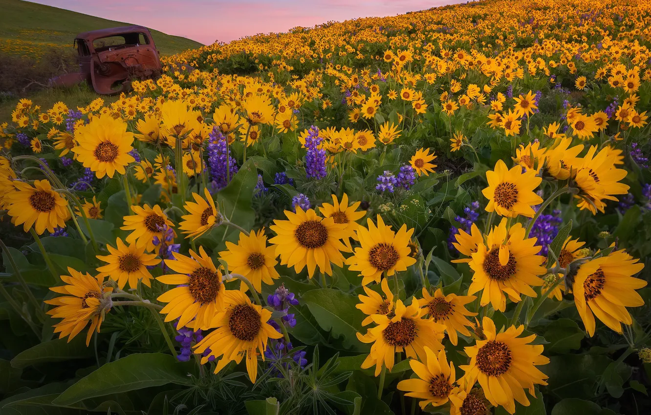 Photo wallpaper machine, sunset, flowers, meadow, Washington, lupins, Washington State, balsamorhiza