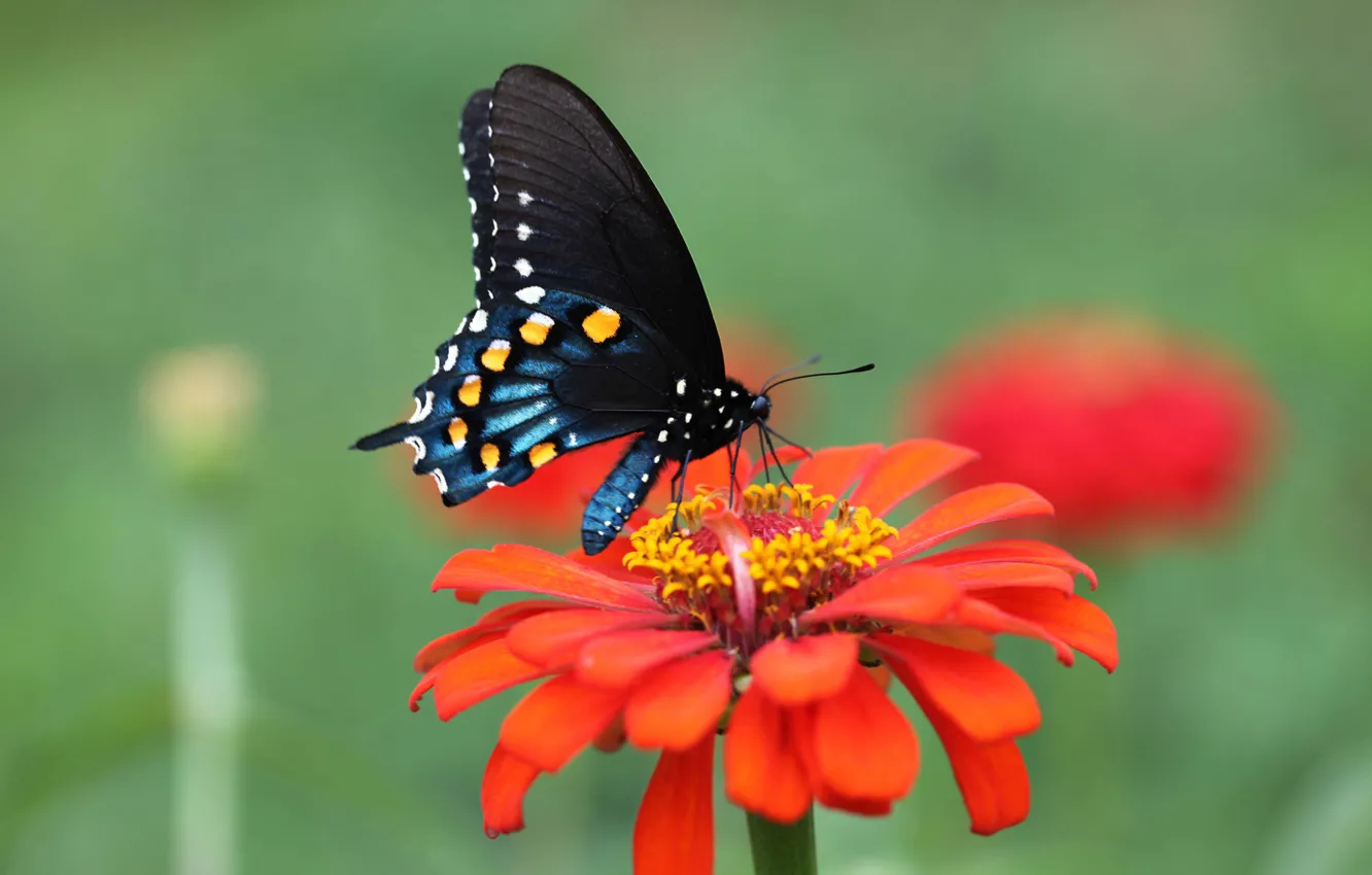 Photo wallpaper flowers, butterfly, wings, petals, moth