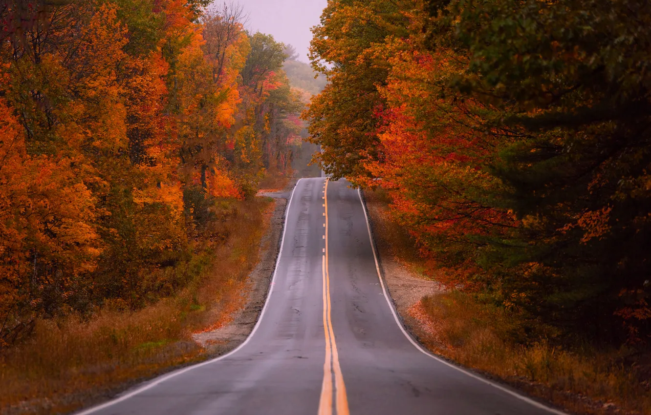 Photo wallpaper road, autumn, forest, trees, fog, markup, the descent, dal