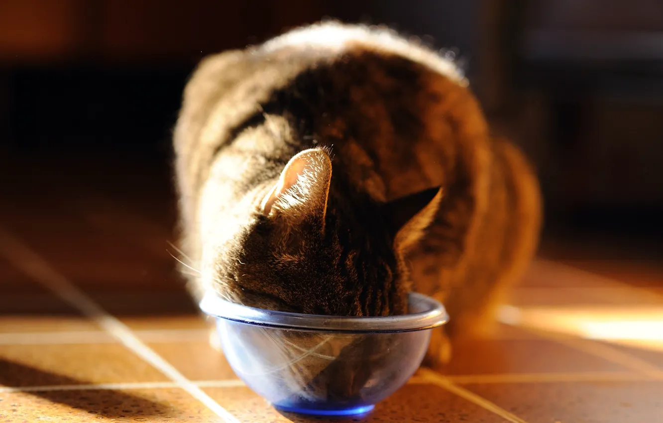 Photo wallpaper cat, bowl, photographer, eating, Giovanni Zacche