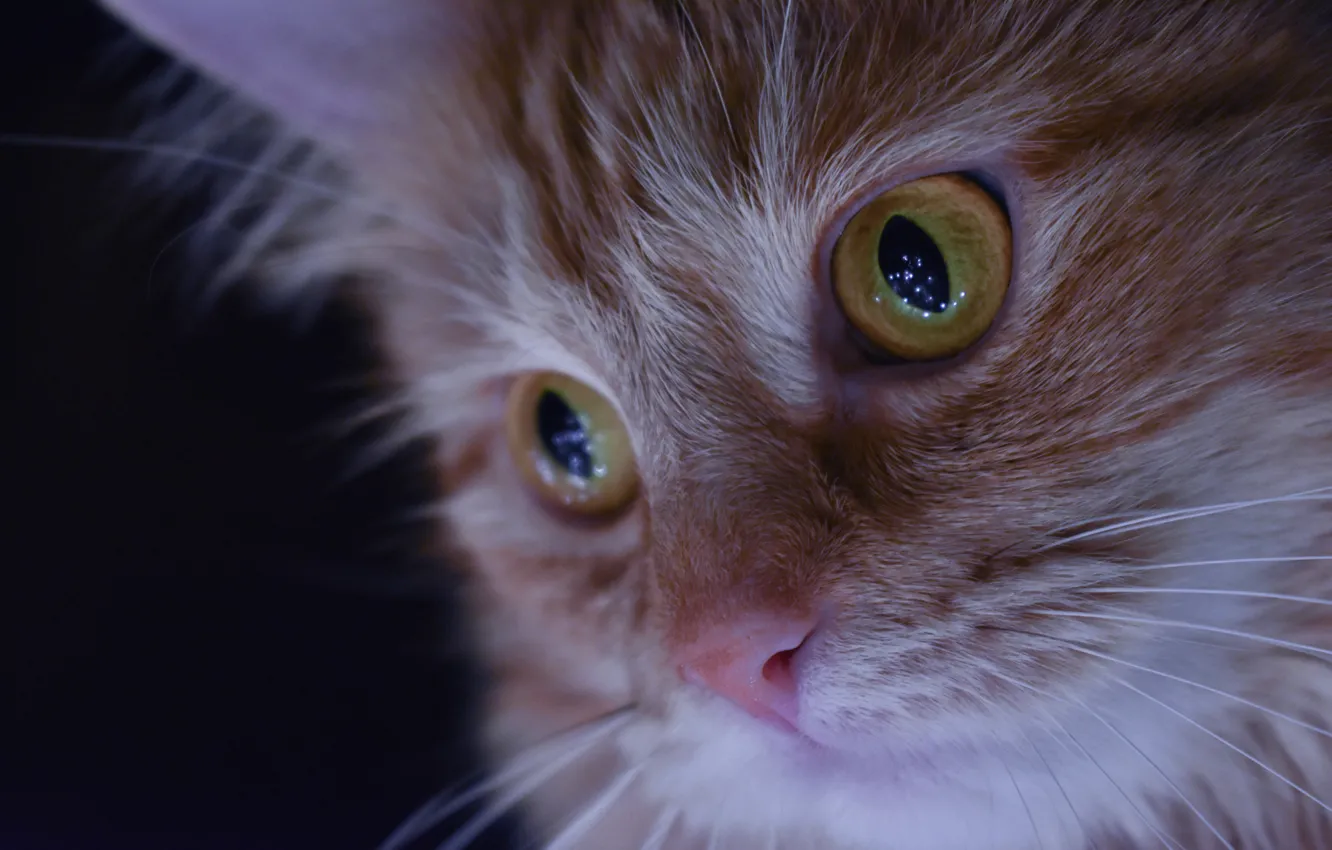 Photo wallpaper cat, eyes, macro, portrait, muzzle, red
