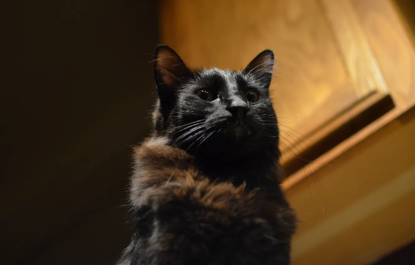 Photo wallpaper cat, look, background, black, Koshak, Tomcat