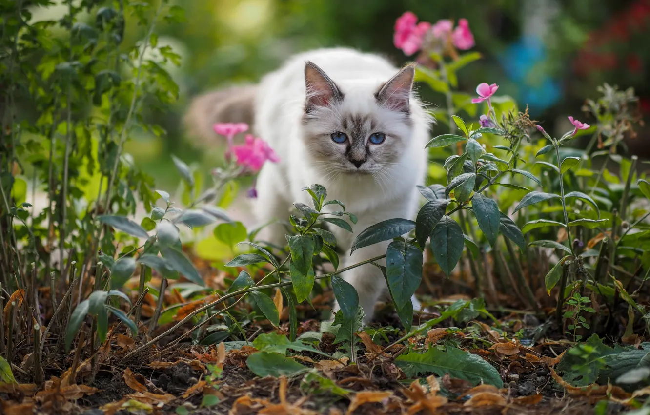 Photo wallpaper cat, summer, cat, look, leaves, flowers, nature, kitty