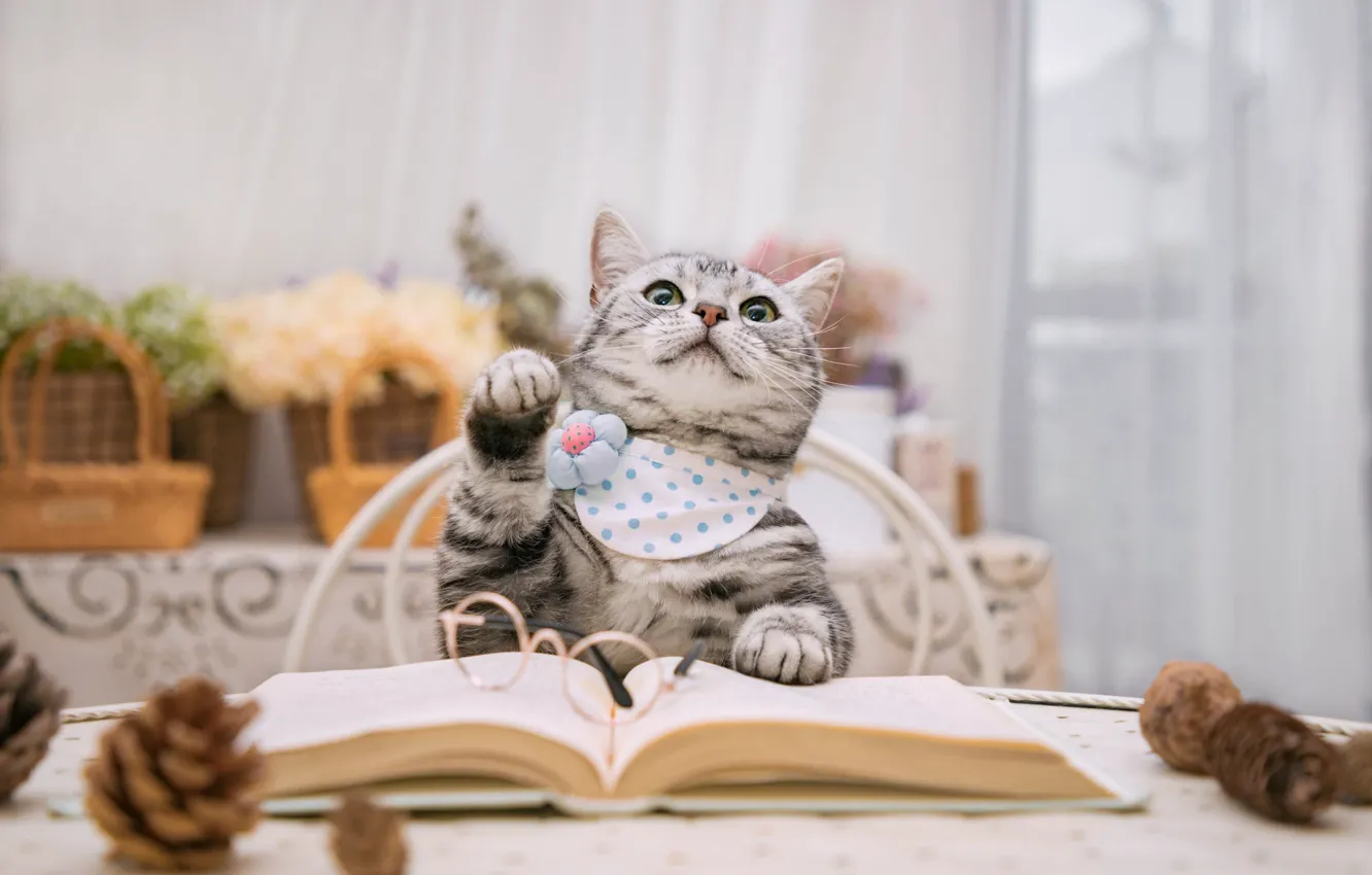 Photo wallpaper cat, table, book